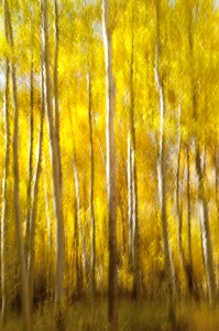 Lake Creek Aspens 1 by Marybeth